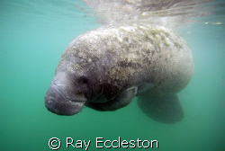 Tucked manatee. Taken at Crystal River FL. by Ray Eccleston 